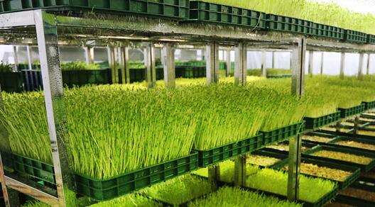 山东菜之初农业科技有限公司是从事"芽苗菜"工厂化生产技术研发
